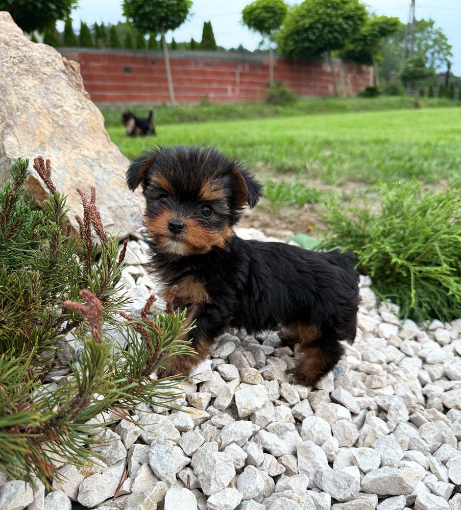 Prześliczny, bardzo malutki piesek Yorkshire Terrier