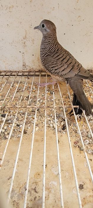 Rola zebra macho 2025