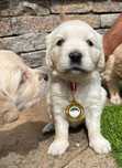 Golden Retriver FCI Potomkowie Championów