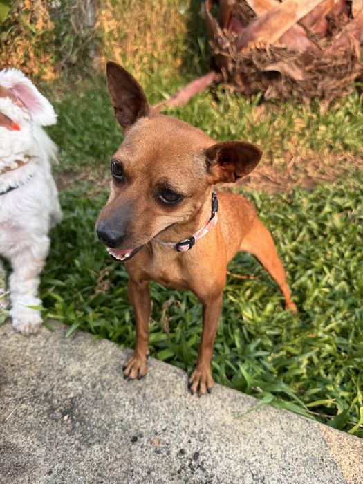 Luna - 3 anos, Pinscher