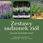Sadzonki lawendy, kocimiętki i ziół: do ogrodu, kuchni i na prezent!