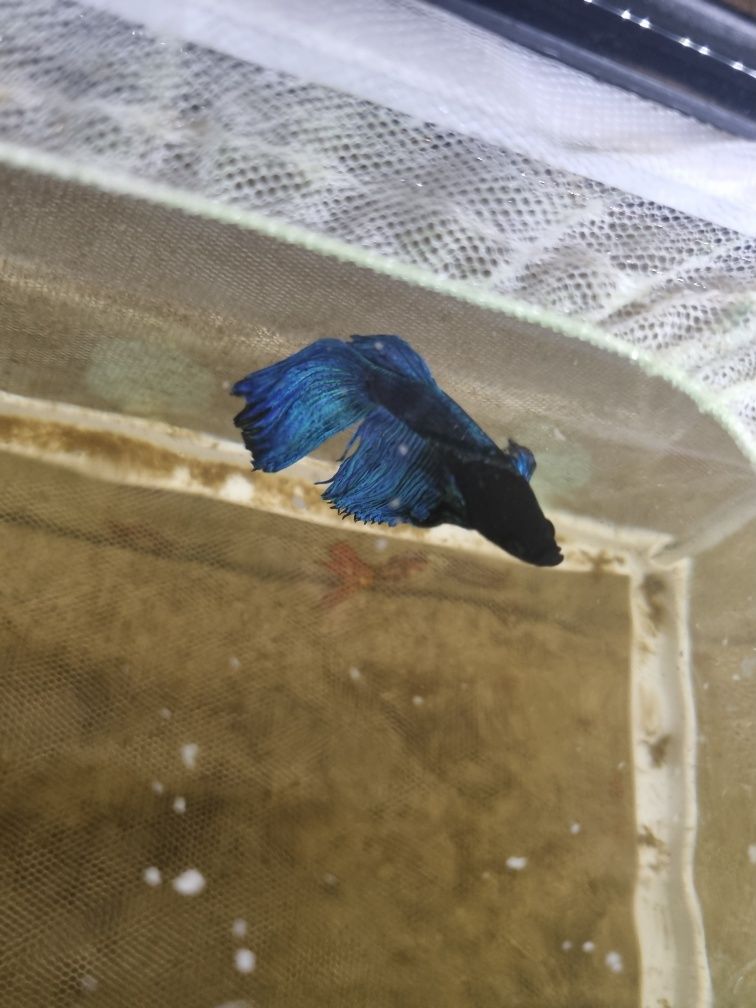 Beta azul turquesa