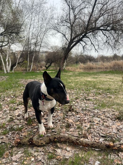 Кобель міні Бультерʼєр шукає сучку для вʼязки м.Камʼянське. 5,5 років.