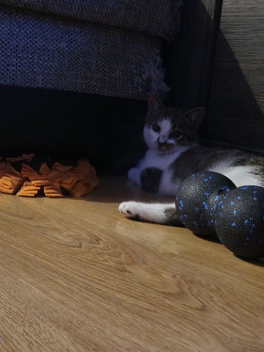 Półroczne kocurki szukają domku