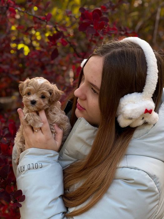 Міні хлопчик Мальтіпу Ф1