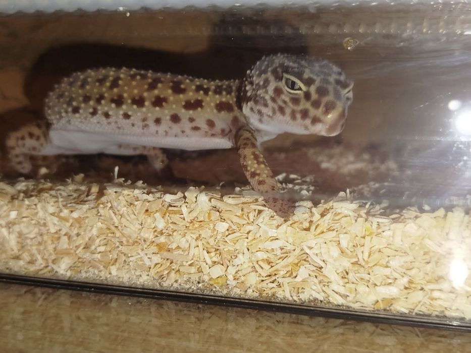 Gekon lamparci z terrarium.