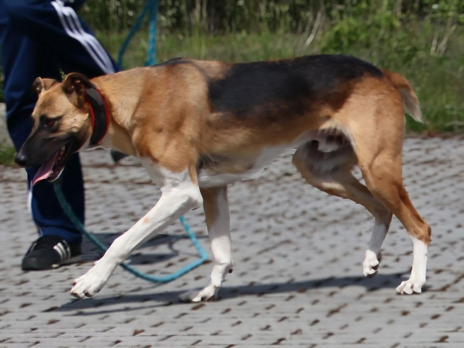 Strauss - przystojny młodzieniec szuka kochającego domu.