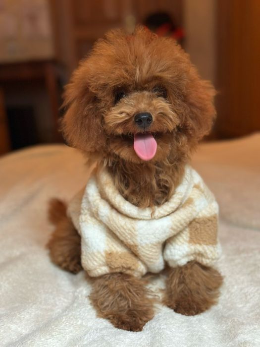 Щенки той пуделя ред браун