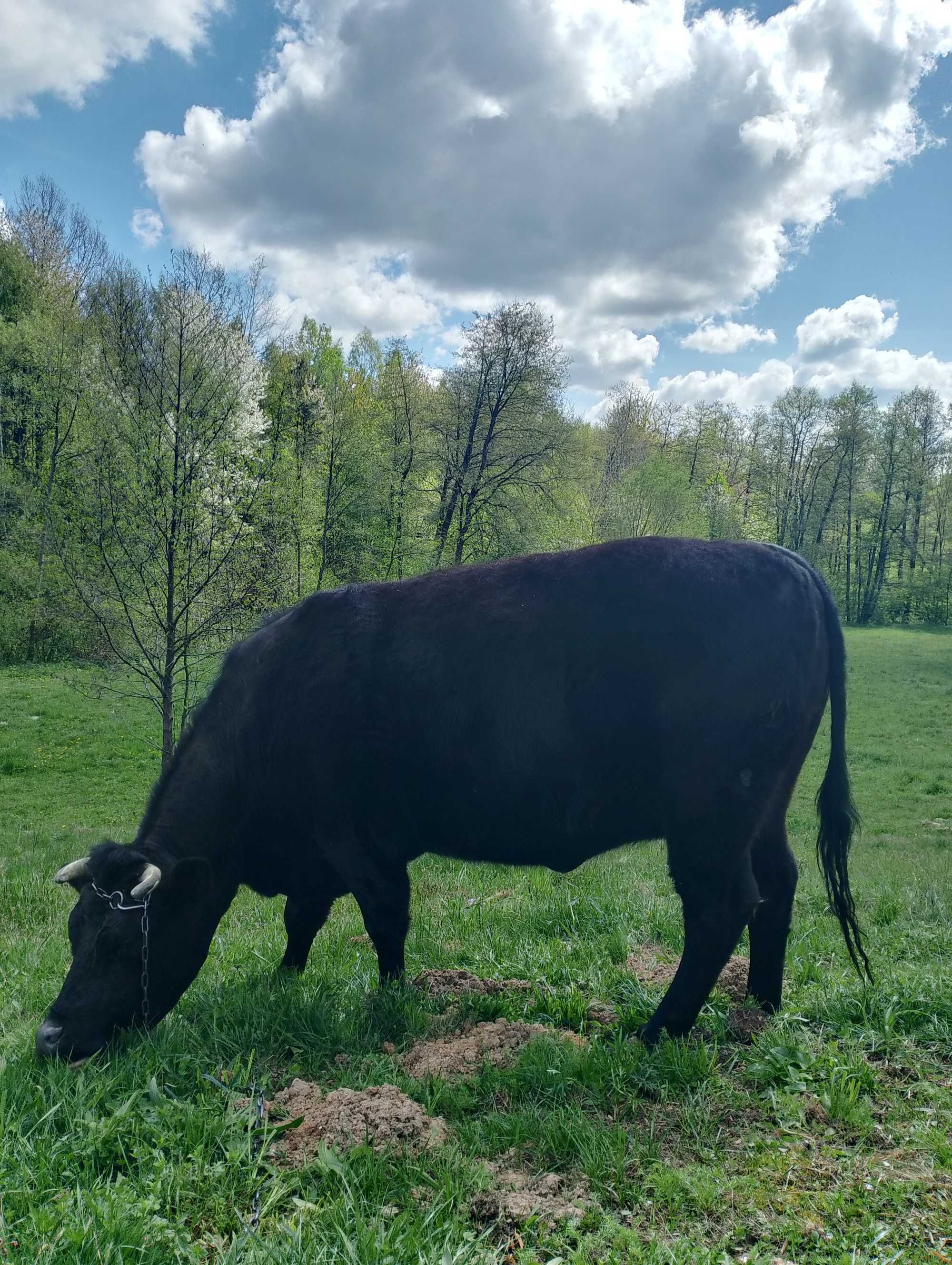 Młoda krowa, wysoko cielna! Lekko się cieli