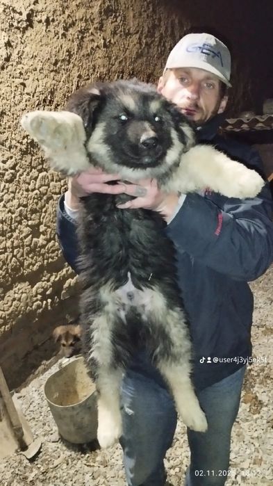 Цуценята вік 2місяці в добрі руки (для охорони)