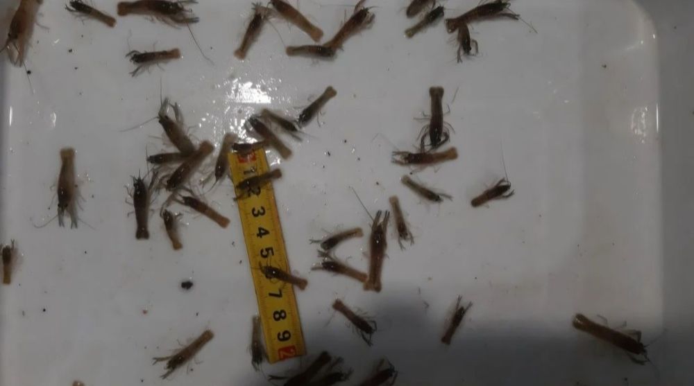 Rak Australijski-Рак австралийский 1-2 cm