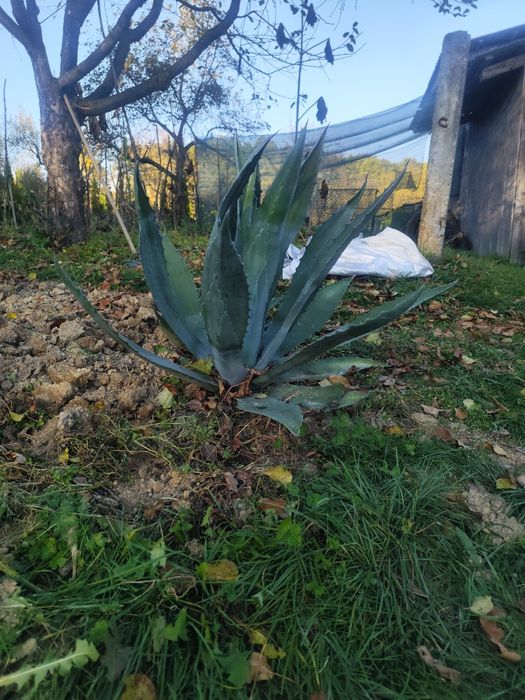 Продам квітку агави