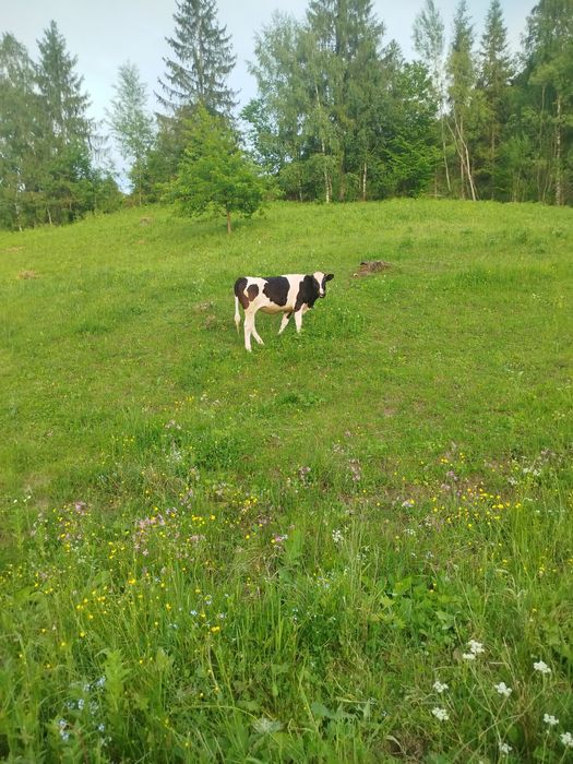 Продається теличка