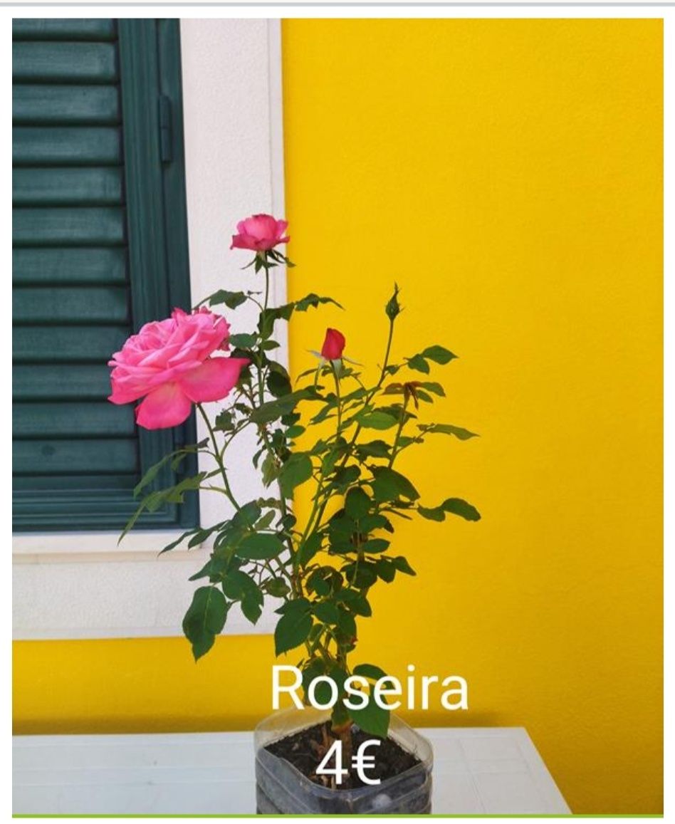 Roseiras para transplante