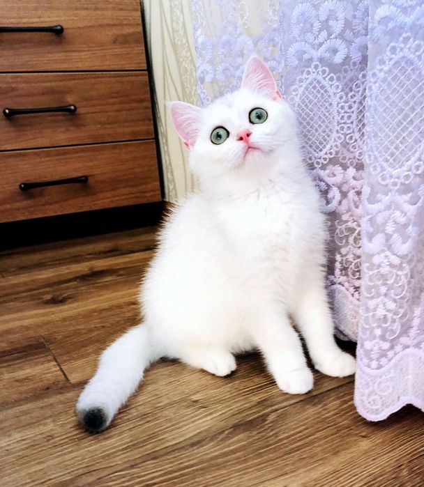 Британська шиншила, дівчинка