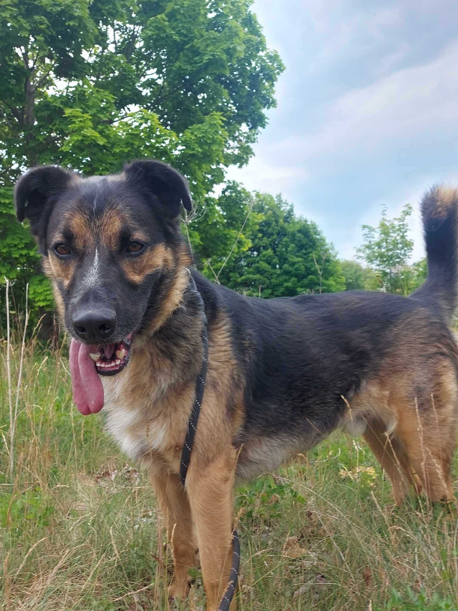 ROCCO - Schronisko dla Zwierząt w Ostródzie