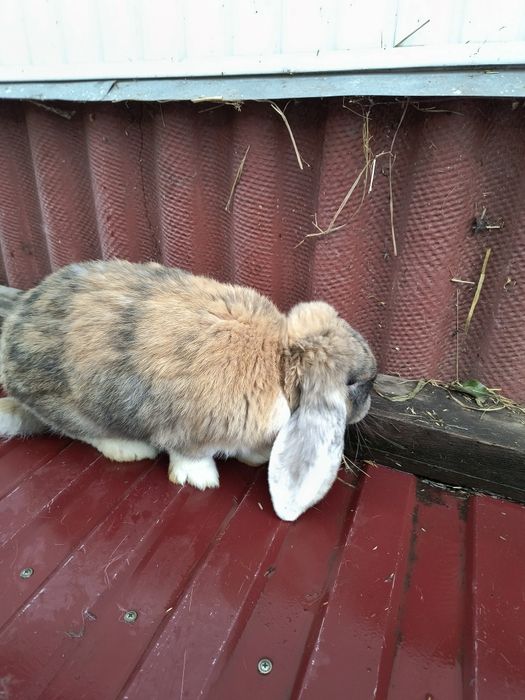 Самець французький баран арлекін