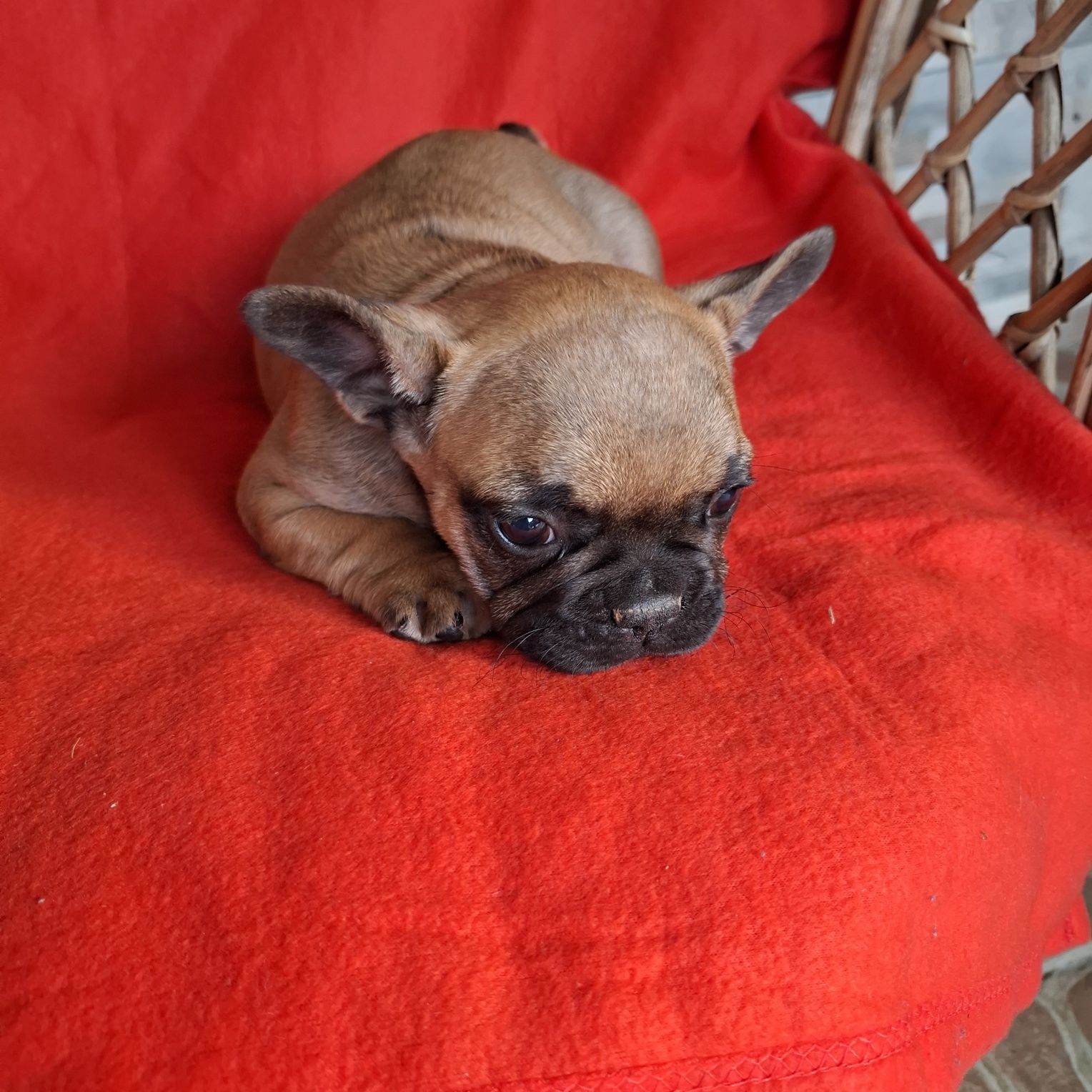 Buldog francuski rodowód +wyprawka