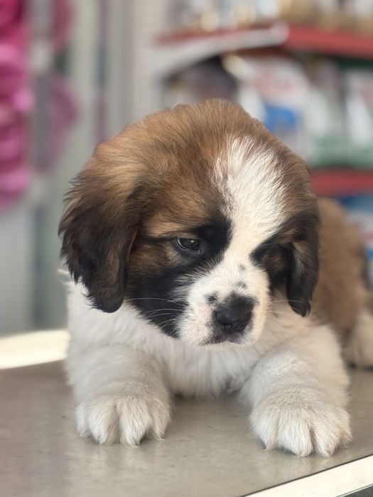 Продаються Цуценята сенбернара