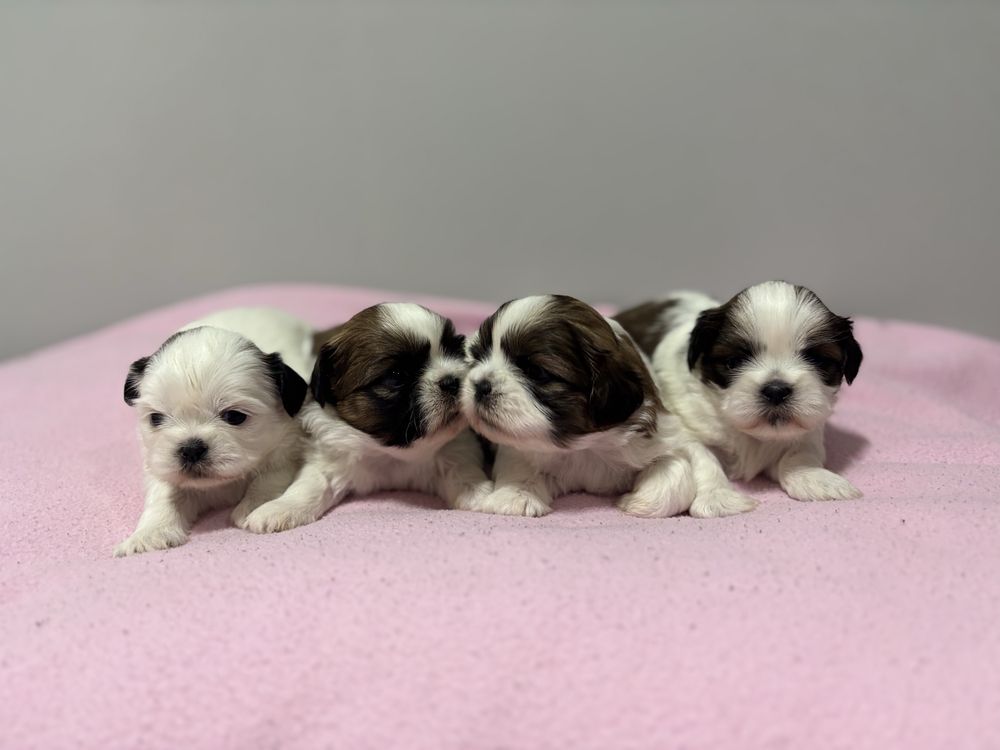 Szczeniak Shih Tzu- BAMBI do rezerwacji