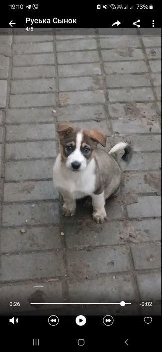 Отдадим Бесплатно в хорошие руки