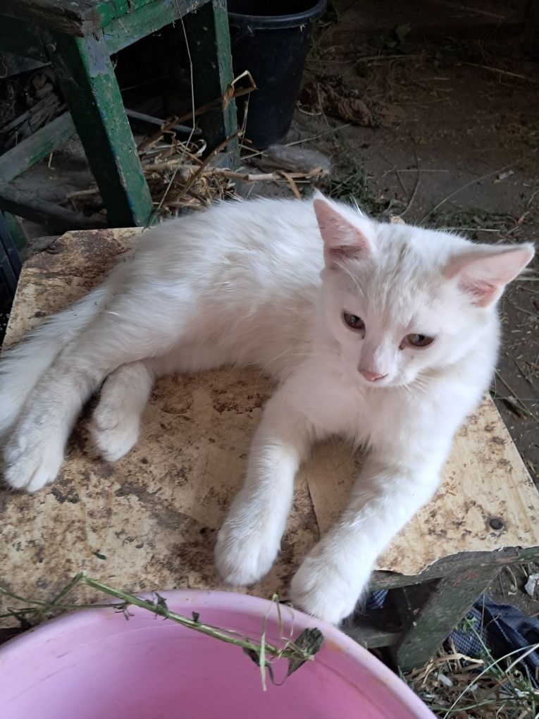 Продаю білосніжних кошенят.