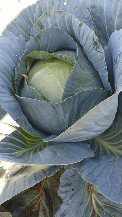 Капуста з поля Опт