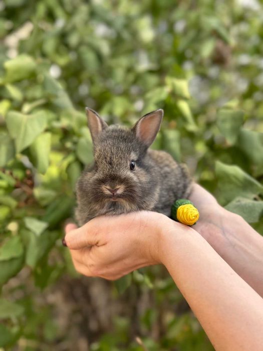 карликовий декоративний кролик мінілоп та аксесуари
