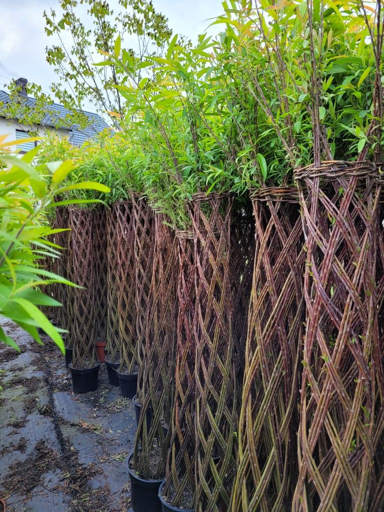 Wierzba pleciona American salix! 110cm!