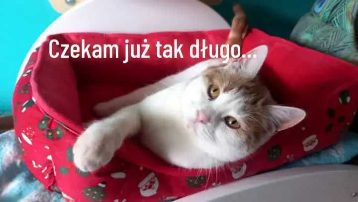 KOT KOTEK KOCUR rudy szuka kochającego domu!
