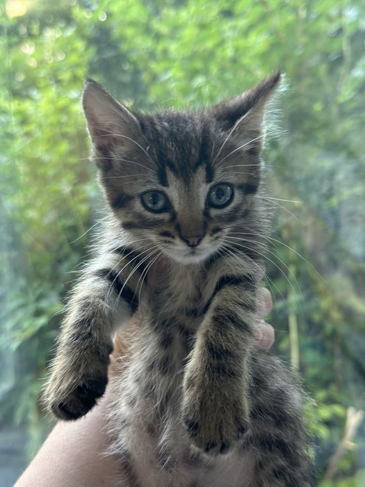 Кошенята малі тигрики котята хлопчик і дівчинка