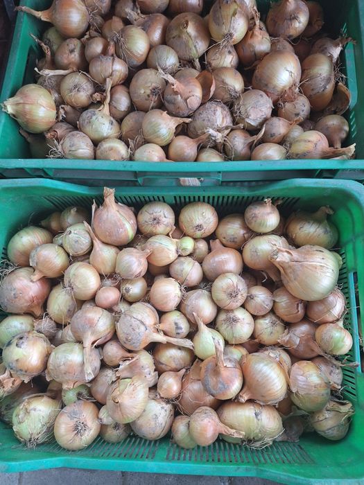 Cebula żółta wysuszona