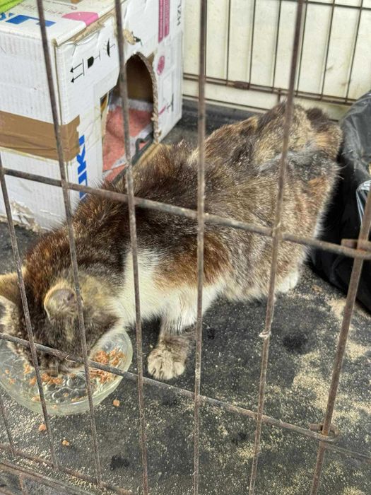 NUMA - kotka FIV+ w fatalnym stanie - adoptujesz? :(