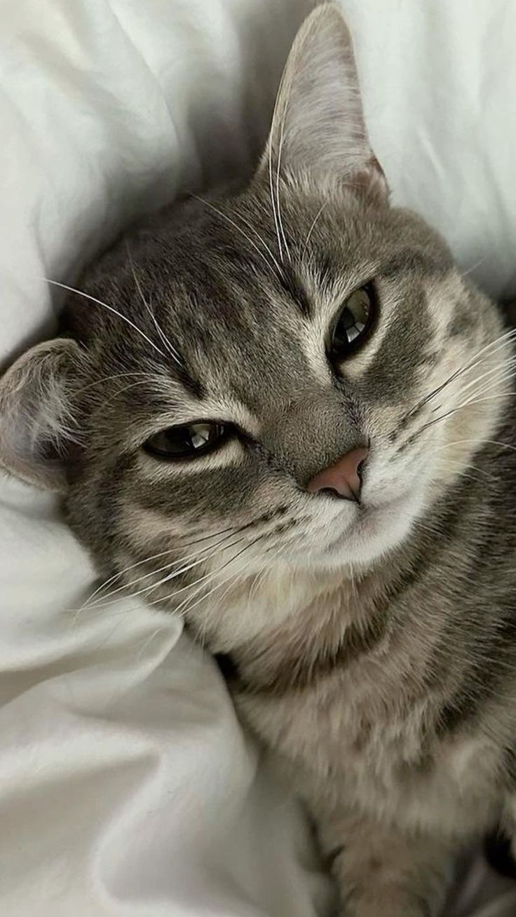 Присмотр за кошками и котиками. Одесса. 
Персональная котоняня