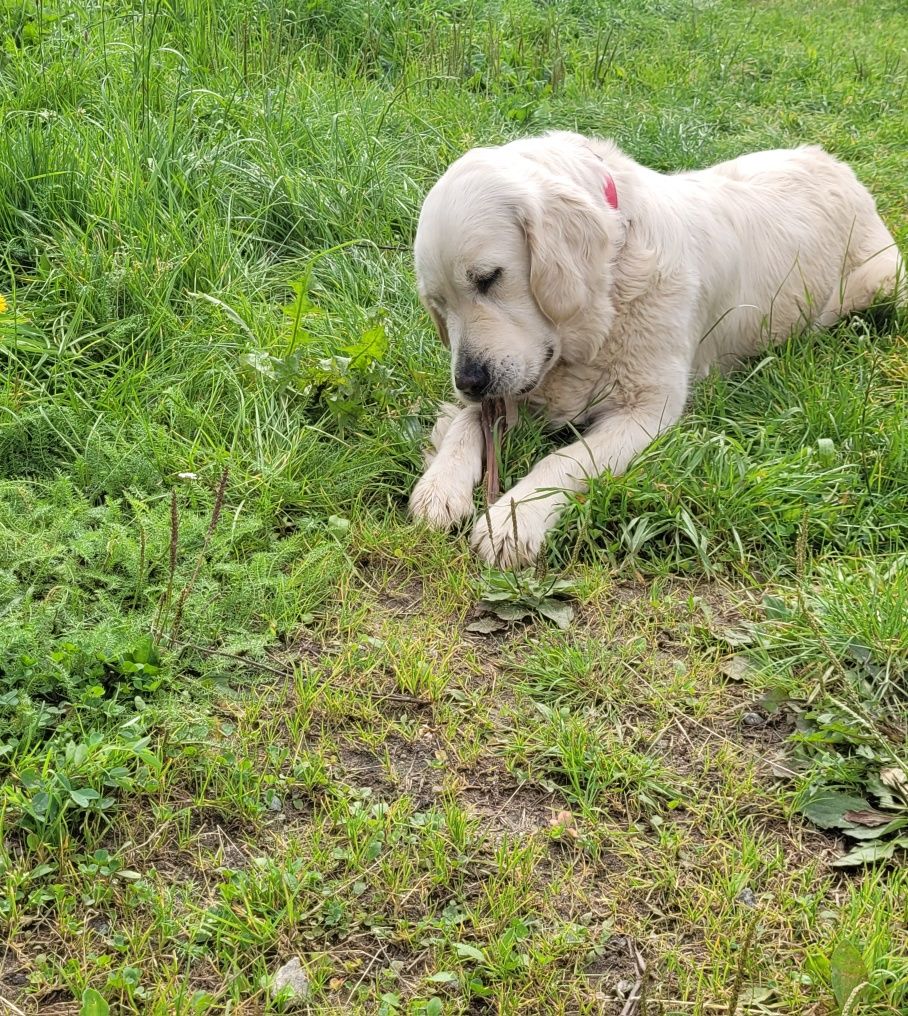 Golden retriever