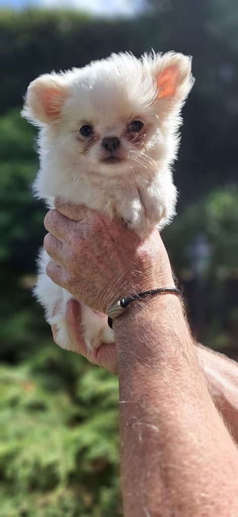 Chihuahua cudny piesek