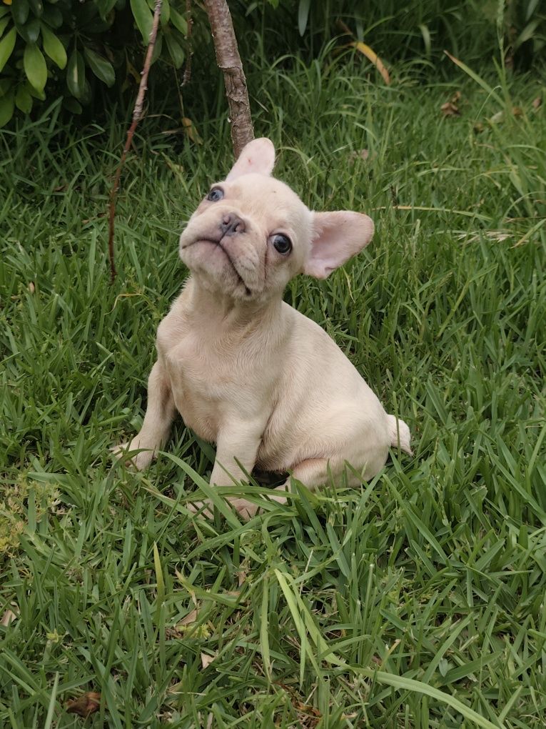 Buldogue francês macho
