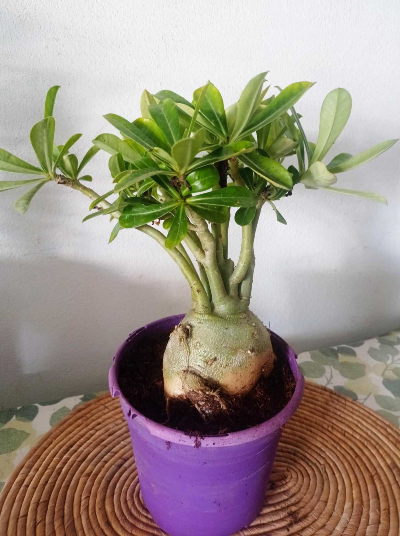Vendo planta rosa do deserto