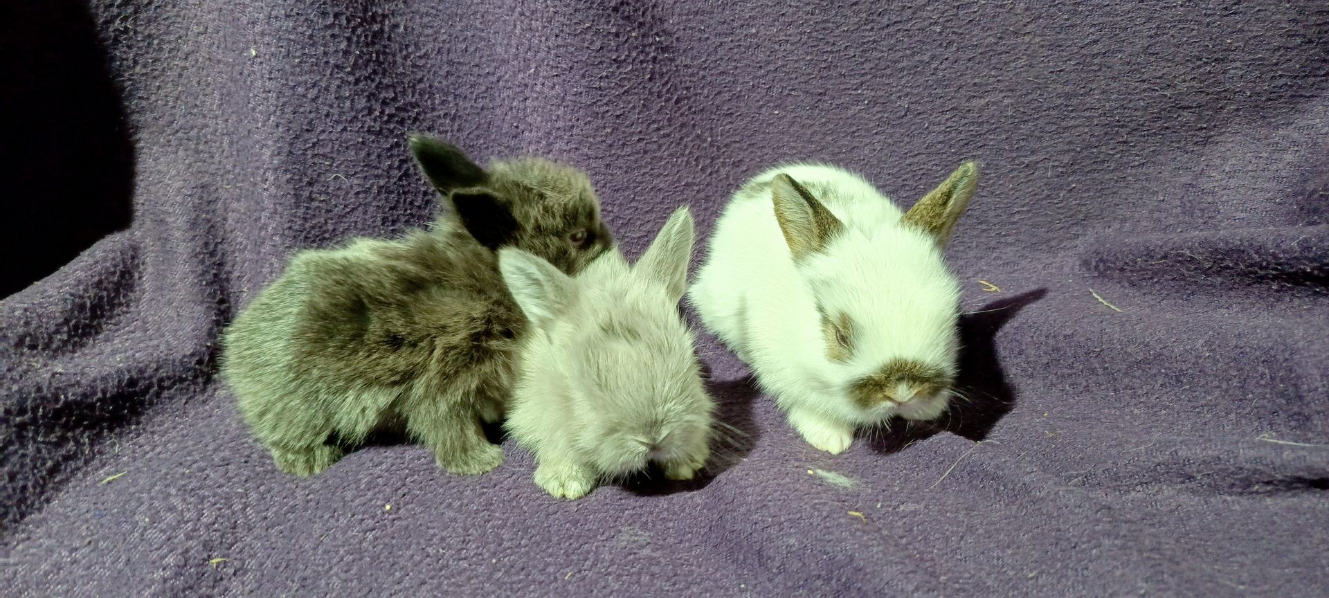 Królik króliki - miniaturka miniaturki - Baranek oraz Teddy od 70