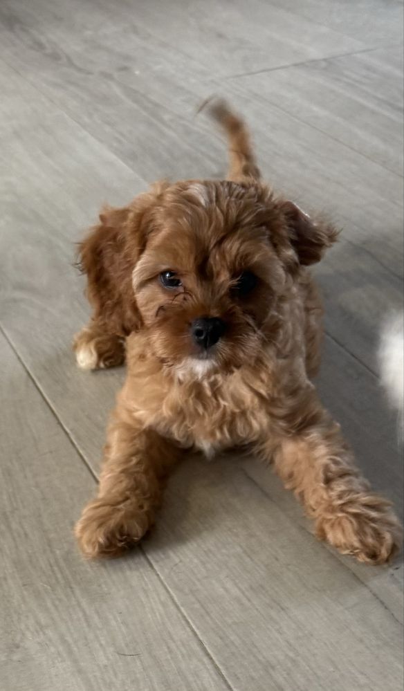 Cavapoo szczeniak f1