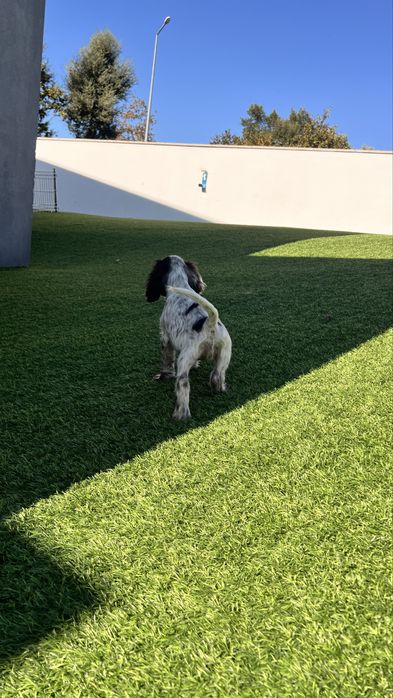 Cocker muito lindaaa