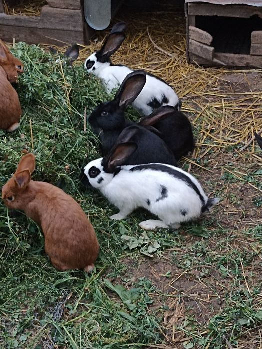 Новозеландський червоний продаж кролів
