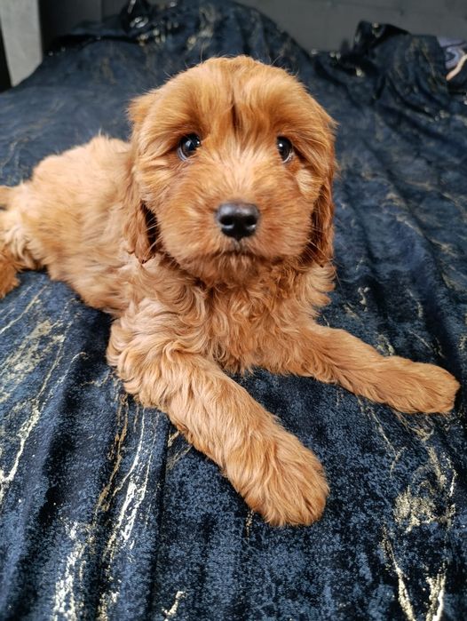 ***Suczka CAVAPOO ***