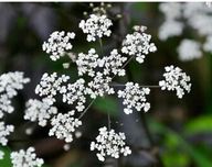 Насіння квітів, Купир лісовий,Anthriscus sylvestris Ravenswing