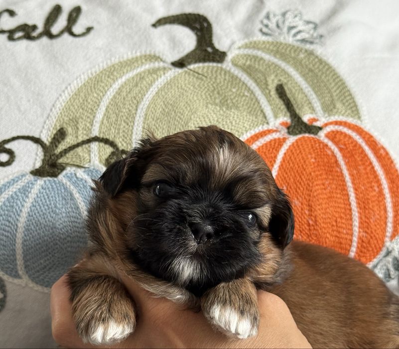 szczeniaczek shih tzu ZKwP