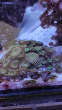 Koralowiec zoa palythoa green Koralowiec green Akwarium Morskie