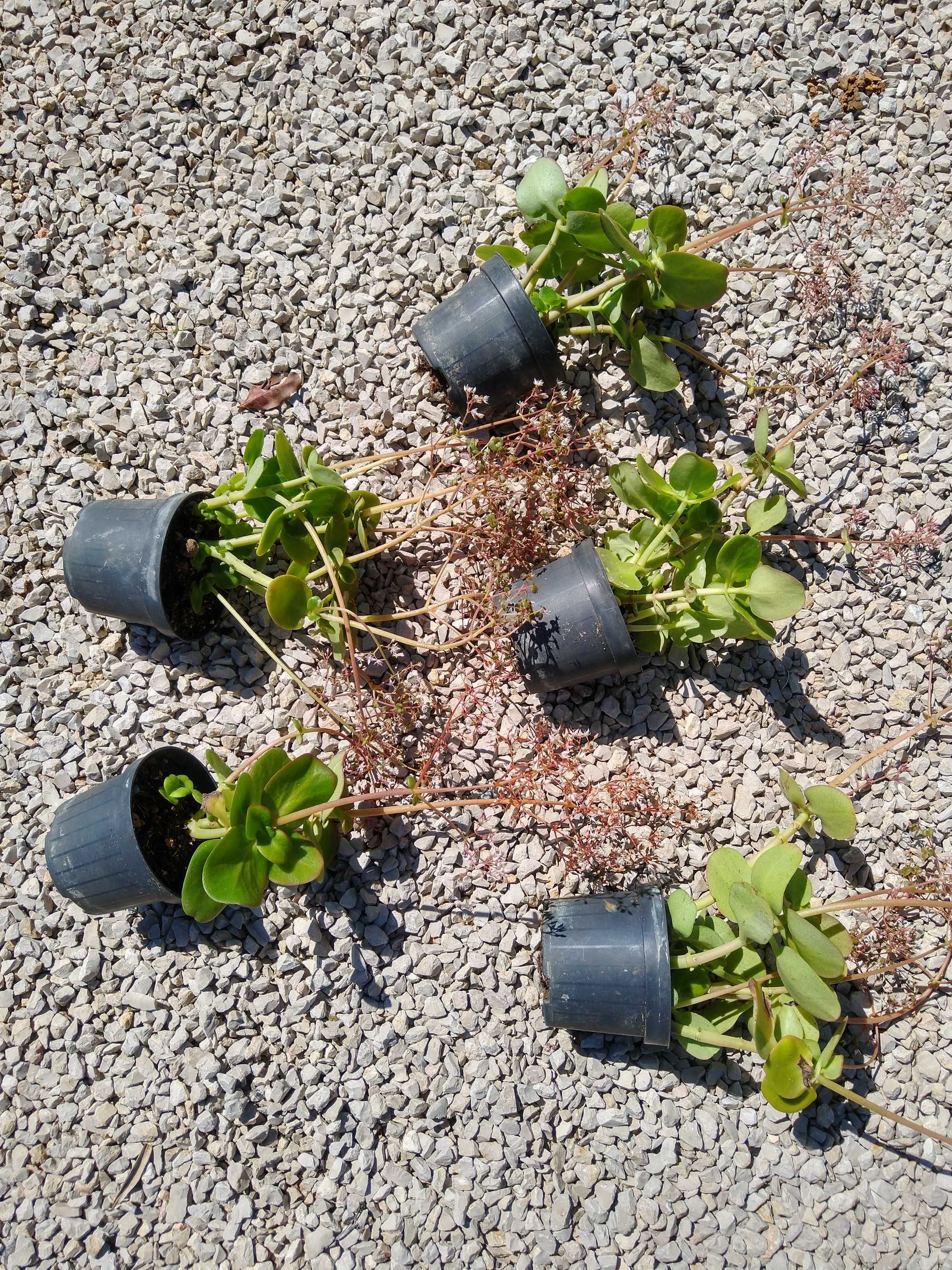 Plantas Crassula multicava