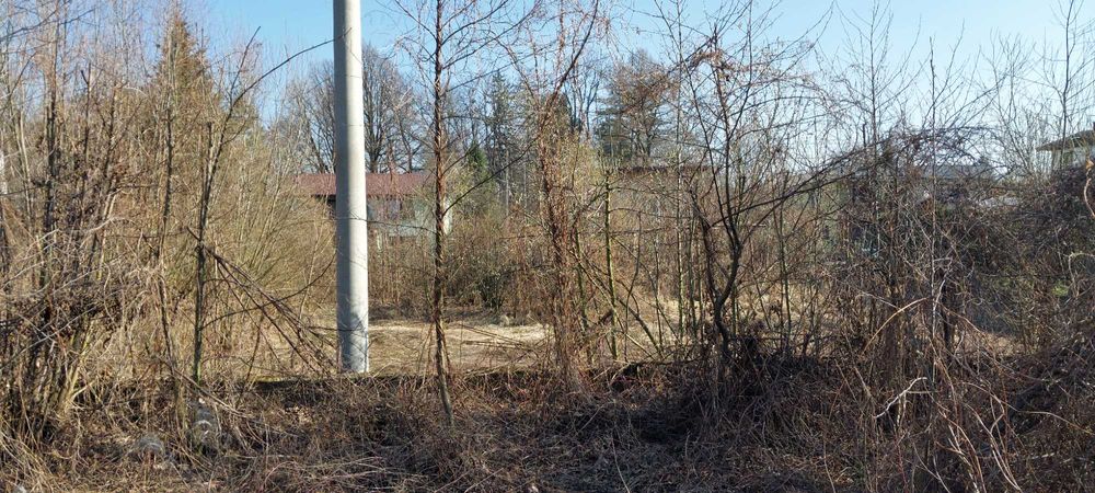 Oddam za darmo drzewo