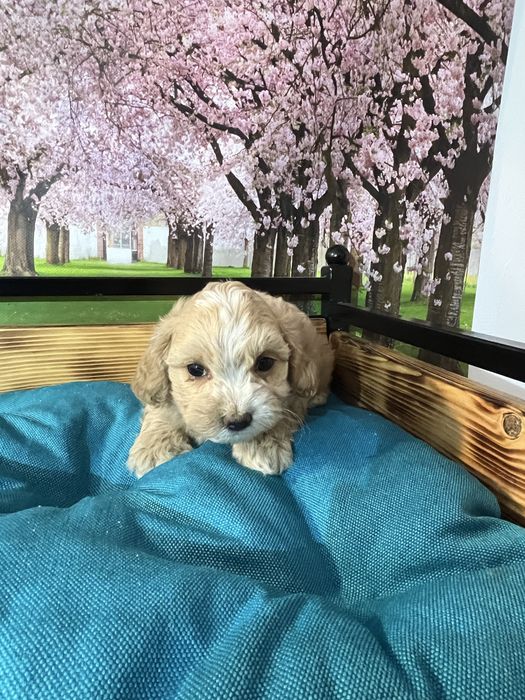 Maltipoo szczeniak