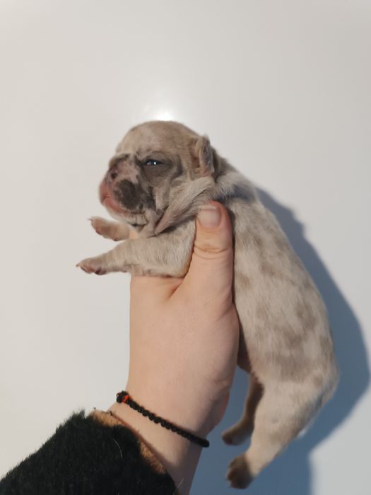 Гарнесенькі,в різноманітних кольорах, дівчатка та хлопчики Доставимо